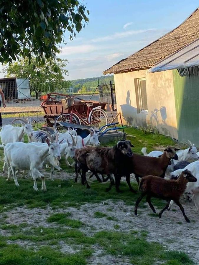 Gosp. Agroturystyczne Stary Gaj Villa Zerkowice Buitenkant foto