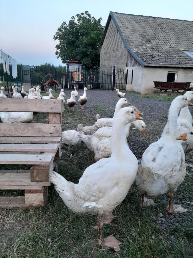 Gosp. Agroturystyczne Stary Gaj Villa Zerkowice Buitenkant foto